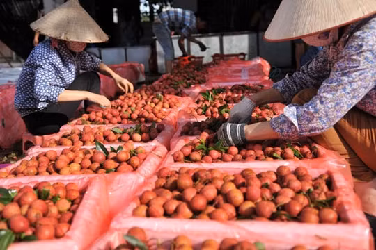 Cần tháo gỡ vướng mắc trong vận chuyển nông sản