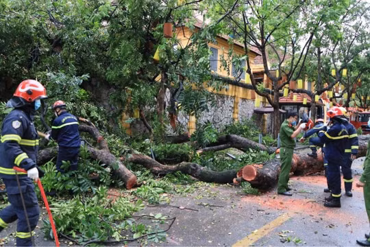 Hà Nội: Cây cổ thụ bật gốc, chắn ngang đường Hoả Lò