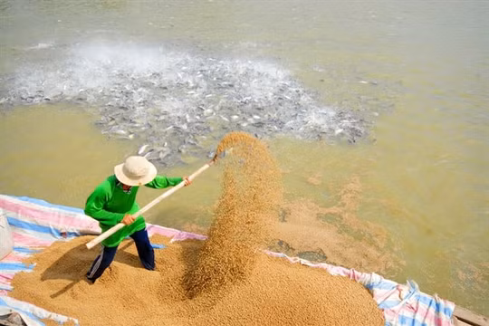 Ngành thuỷ sản đang đối mặt với sức cạnh tranh giảm