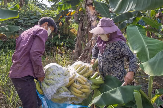 Lào Cai: Tiếp tục xuất khẩu chuối quả tươi sang thị trường Trung Quốc
