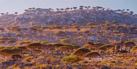 Socotra - vẻ đẹp siêu thực của đảo cây huyết rồng