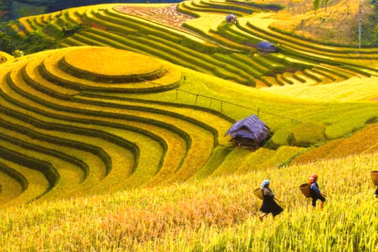 Ngắm mùa lúa chín vàng óng, yên bình giữa mùa dịch ở Sapa