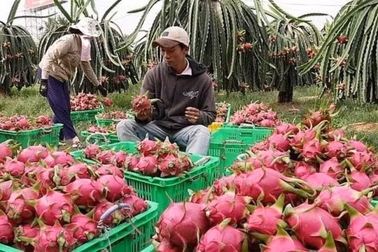 Trung Quốc nhập khẩu trở lại thanh long và chuối của Việt Nam