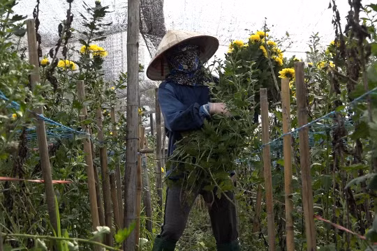 Hà Nội: Người dân làng hoa Tây Tựu “lao đao” vì đại dịch