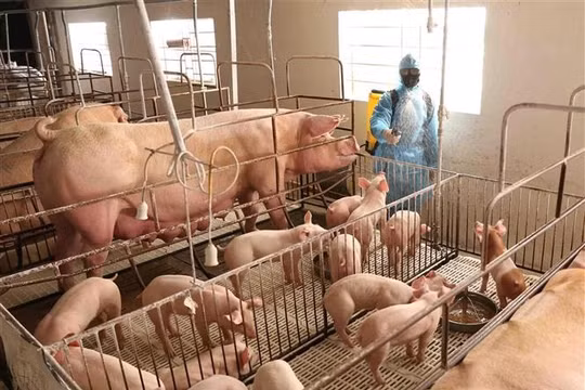 Cục Chăn nuôi bác thông tin 8 triệu con lợn bị tồn đọng