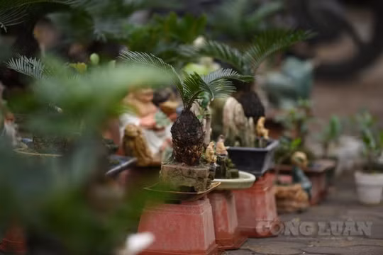 Ngắm nhìn những cây vạn tuế mini độc lạ, hút khách tại Thủ đô Hà Nội