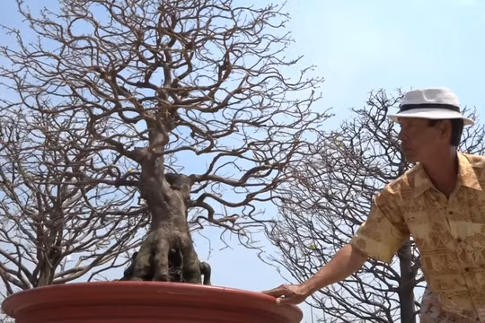 "Đệ nhất mai" Sài Thành