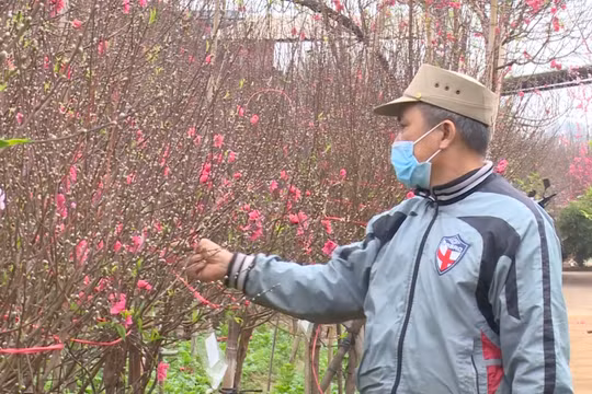 Hà Nội: Người trồng hoa Tết lao đao vì dịch Covid 19