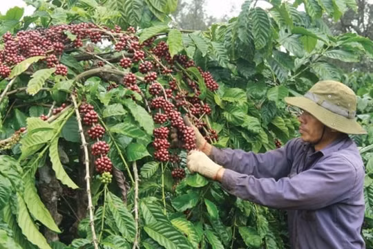 Giá cà phê hôm nay 6/2: Tiếp tục xu hướng tăng