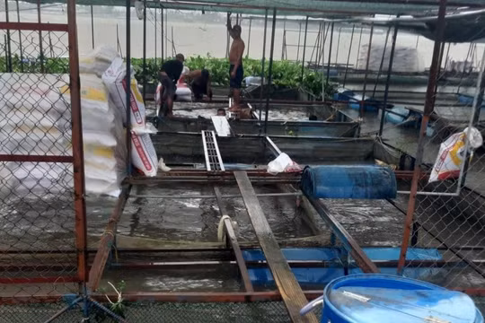 Tiền Giang: Ngư dân cồn Thới Sơn “kêu cứu” vì cá lồng bè không tiêu thụ được