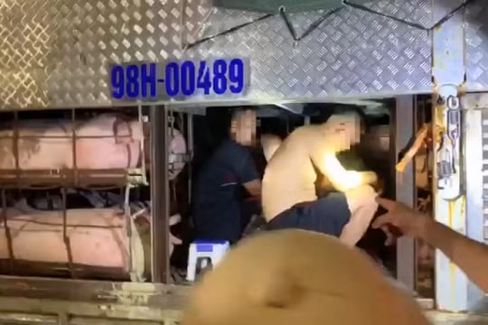 Lái xe giấu 4 người trong thùng chở lợn để “thông chốt” vào tỉnh Quảng Ninh
