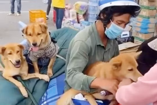 Cà Mau: Chủ đàn chó đồng ý tiêu hủy vì sức khỏe người dân trong khu cách ly