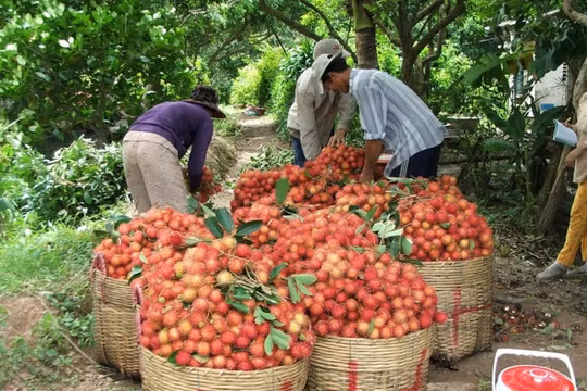Tiêu thụ nông sản thời COVID-19: Bài học từ quả vải Bắc Giang