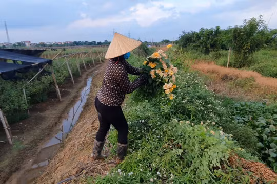 Hà Nội: Nông dân Tây Tựu “ngậm đắng” cắt bỏ hoa vì đại dịch