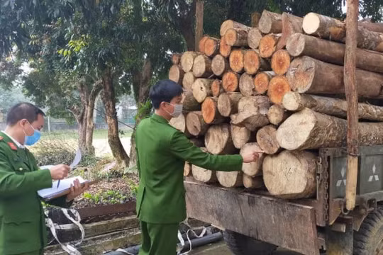 Khởi tố đối tượng khai thác, vận chuyển gỗ trái phép