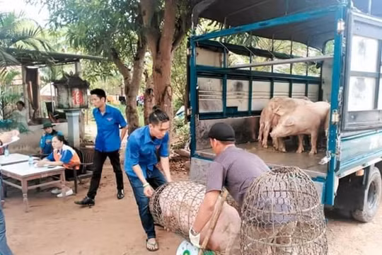 Giá heo hơi hôm nay 18/2: Giảm nhẹ ở nhiều địa phương