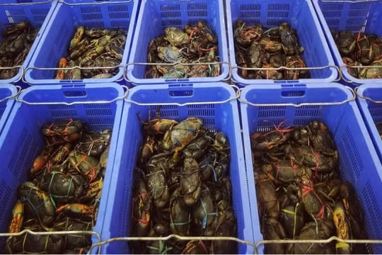 Ngồi tù vì trộm 11 con cua