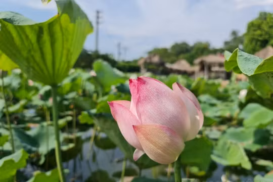 Về Xứ Thanh ngắm nhìn sắc sen mùa Hạ