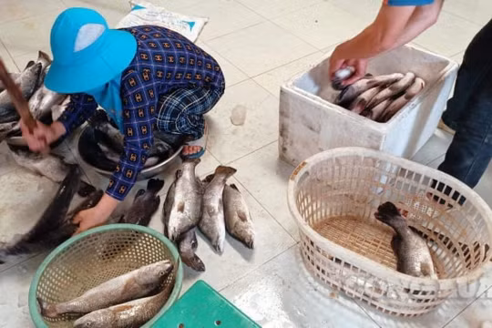 Thanh Hoá: Cá lồng chết tại khu vực sông Bạng vẫn chưa rõ nguyên nhân