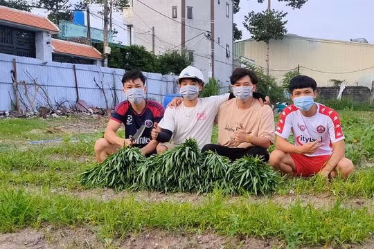 Nhóm sinh viên 9X khai hoang 2000m2 đất trống, trồng rau đem tặng người dân