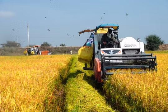 Bảo đảm vận tải hàng hóa, tiêu thụ nông sản được thông suốt