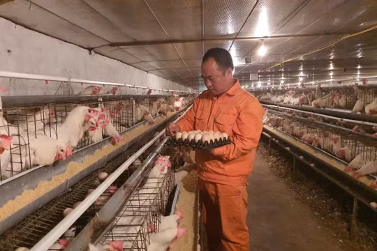 Trang trại “kỳ lạ” ở Chương Mỹ, gà được chạy bộ và cho nghe nhạc