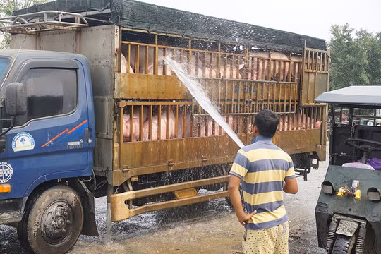 Thủ phủ heo “liêu xiêu” vì dịch Covid-19
