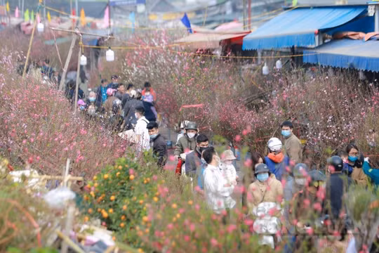 Nhộn nhịp chợ hoa Quảng Bá vào ngày Chủ nhật cuối cùng của năm Canh Tý