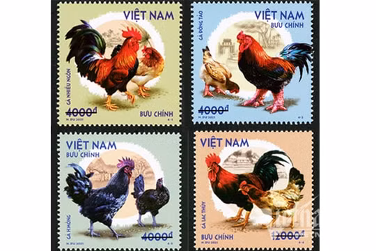 4 loài gà quý hiếm của Việt Nam sẽ có mặt trên tem bưu chính