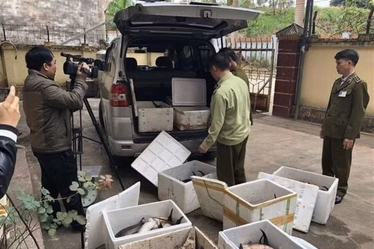 Bắt giữ số lượng lớn cá tầm Trung Quốc nhập lậu