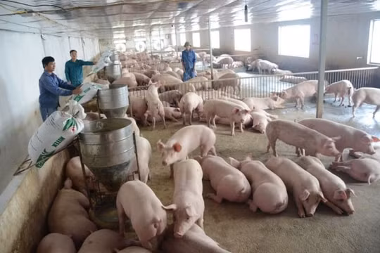 Giá heo hơi hôm nay 10/2: Không vượt quá ngưỡng 80.000 đồng/kg