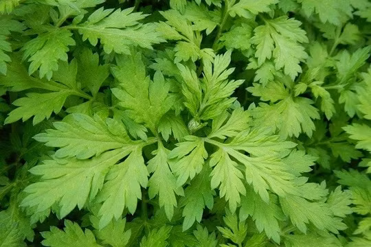 Ngải cứu có tiềm năng điều trị bệnh nhân COVID-19
