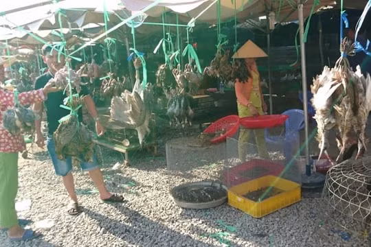 Chợ “địa ngục” Thạch Hóa, Long An: Nơi biến động vật hoang dã từ “sống” sang “chín”