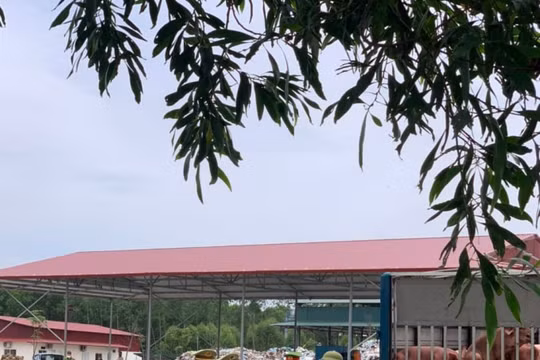 Vận chuyển 1,5 tấn lợn bệnh từ Vĩnh Phúc về Bắc Giang tiêu thụ, lái xe bị phạt… 7 triệu đồng