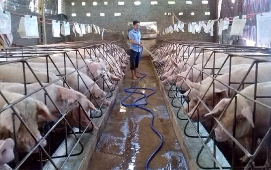 Giá heo hơi hôm nay 17/1: Tăng chạm ngưỡng 86.000 đồng/kg