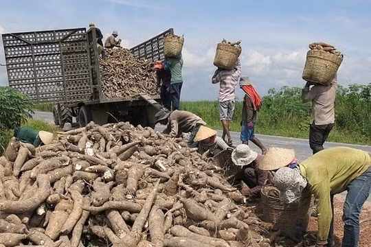 Xuất khẩu sắn đạt 400.000 tấn, giá trị 144 triệu USD trong tháng 1/2020