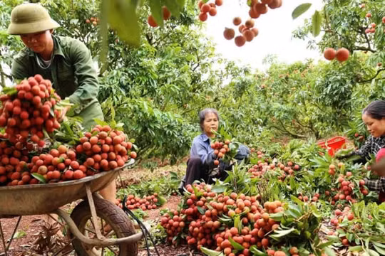 Bắc Giang: Đề nghị không dùng từ "giải cứu" khi đưa tin về quả vải thiều