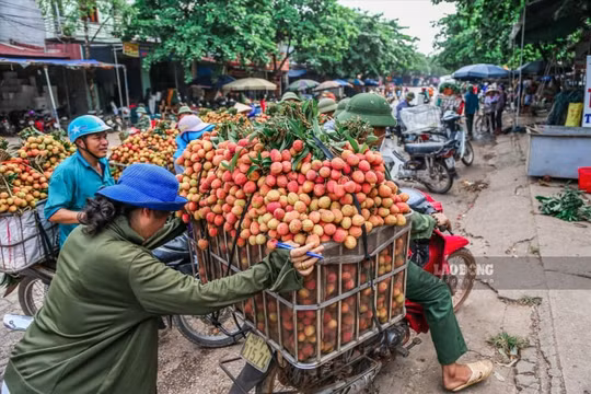 Lái xe, thương lái ra vào vùng vải Hải Dương phải có kết quả xét nghiệm âm tính với SARS-CoV-2