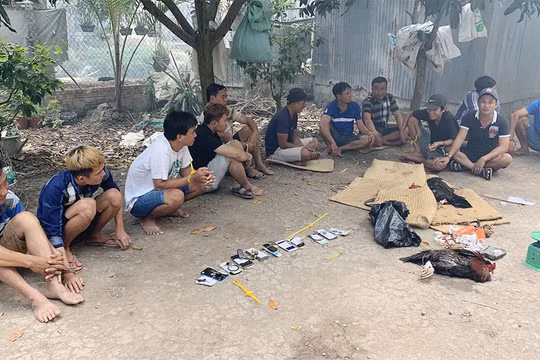 Triệt phá tụ điểm đá gà ăn tiền, bắt giữ 12 đối tượng