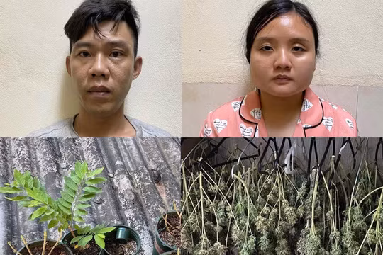 Phát hiện cặp vợ chồng phơi hơn 100 cành cần sa trong tủ quần áo