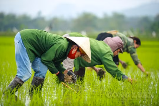 Nghệ An: Bà con nông dân ra ruộng cấy lúa ngày đầu năm mới