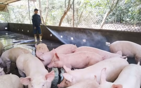 Giá heo hơi hôm nay 16/2: Tăng, giảm nhẹ 1.000 đồng/kg tại một vài địa phương