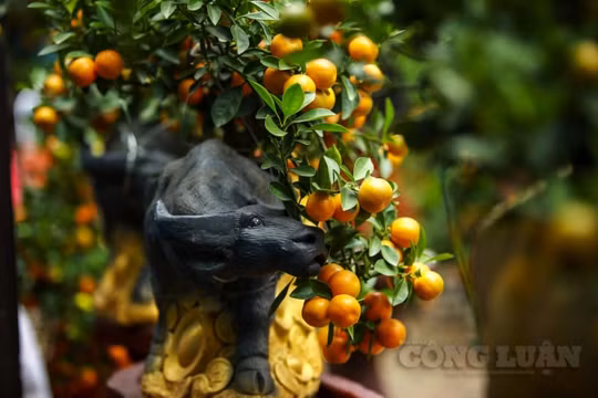 Năm Đinh Sửu "trâu cõng quất bonsai" lại rộn ràng dọc trục đường Lạc Long Quân