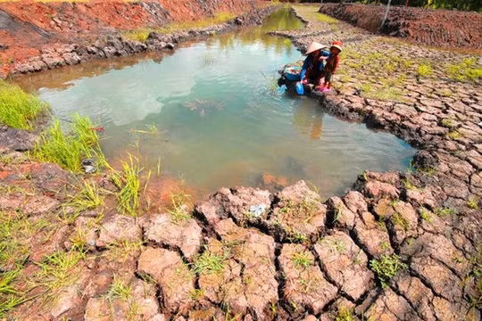 Thủ tướng chỉ đạo ứng phó xâm nhập mặn, thiếu nước tại đồng bằng sông Cửu Long