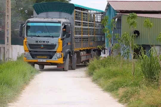 Công ty Khánh Giang đã di dời xong toàn bộ đàn lợn “chui”, gây ô nhiễm ra khỏi trang trại