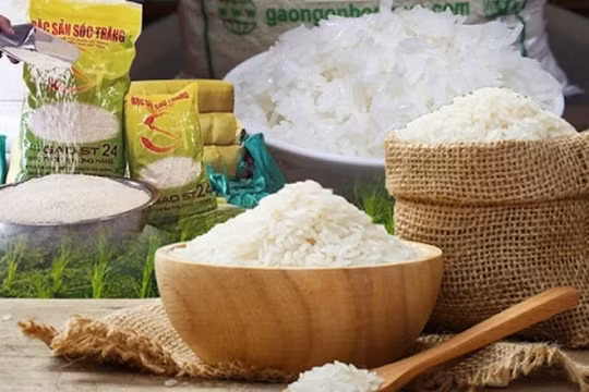 Xây dựng gạo ST trở thành thương hiệu gạo thơm hàng đầu của Việt Nam