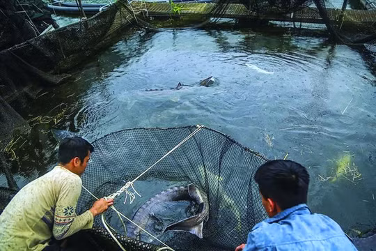 Con cá tầm thẩm lậu và nguy cơ ảnh hưởng tới 2 mục tiêu quốc gia
