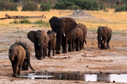 Doanh thu du lịch giảm vì Covid, Zimbabwe bán quyền săn voi sắp tuyệt chủng lấy tiền