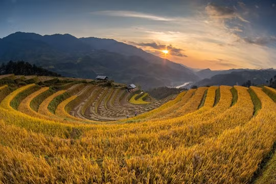 Sắc thu vàng đã về trên những cánh đồng lúa bậc thang của vùng Tây Bắc
