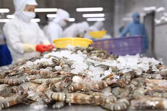 Ngành tôm gặp khó trong cung ứng vật tư đầu vào và thu mua